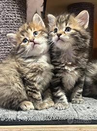 Cuccioli gatto siberiano disponibili