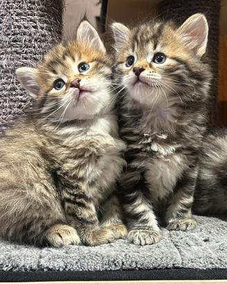 Cuccioli gatto siberiano disponibili