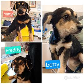 Una famiglia per tre meravigliosi cuccioli