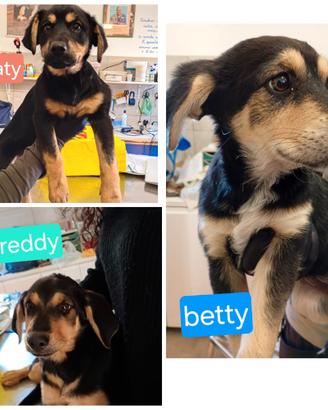 Una famiglia per tre meravigliosi cuccioli