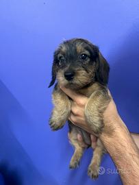 Cuccioli di bassotto