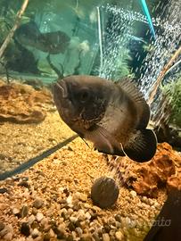 Astronotus ocellatus