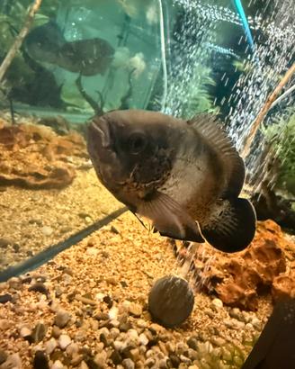 Astronotus ocellatus