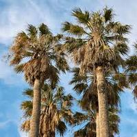 Palme Washingtonia Phoenix Chamaerops