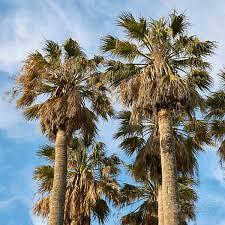 Palme Washingtonia Phoenix Chamaerops