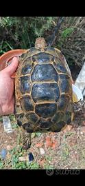 Tartaruga di terra