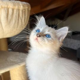 Gatto Siberiano Ipoallergenico