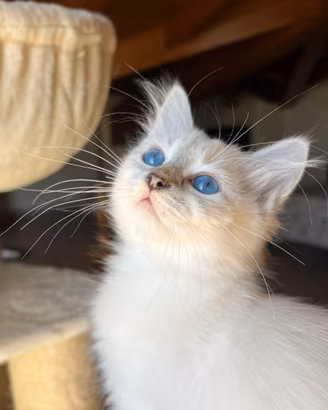 Gatto Siberiano Ipoallergenico