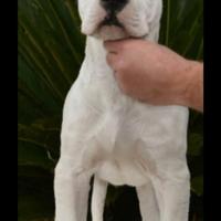 Dogo cuccioli