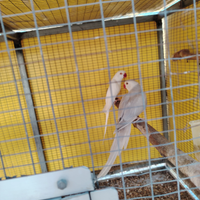 Parrocchetti dal collare