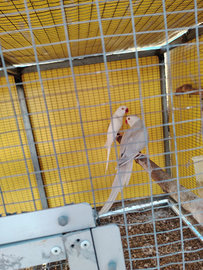 Parrocchetti dal collare