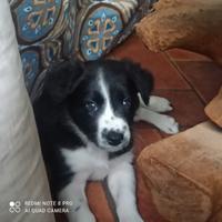 Cucciola border collie