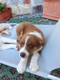 Cucciolo di 2 mesi Pastore Australiano