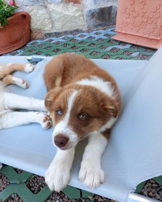 Cucciolo di 2 mesi Pastore Australiano