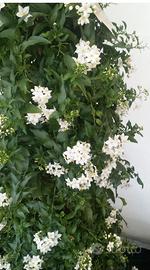 Piante di solanum bianco in vaso