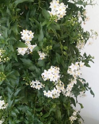 Piante di solanum bianco in vaso