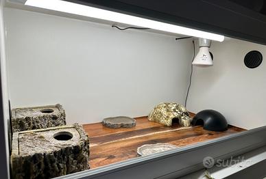 Geco leopardino + teca