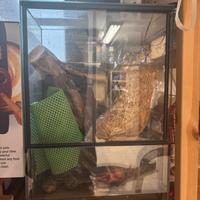 Teca Insetti 35x50x25