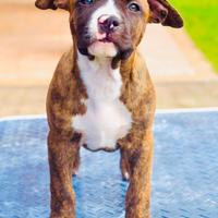 American Staffordshire terrier