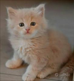 Gattina siberiana 60 giorni