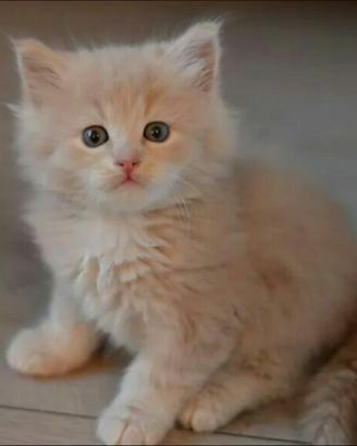 Gattina siberiana 60 giorni