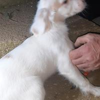 Cuccioli Setter Inglese