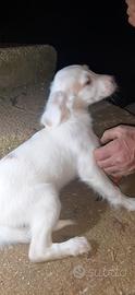 Cuccioli Setter Inglese