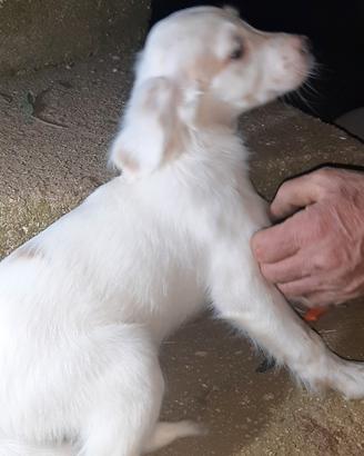 Cuccioli Setter Inglese