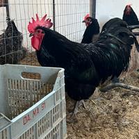 Galline Australorp