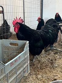 Galline Australorp