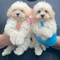 Maltipoo maschio e femmina