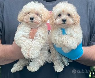 Maltipoo maschio e femmina
