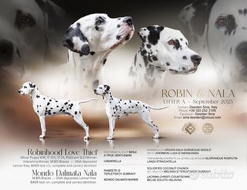 Cuccioli dalmata con pedigree