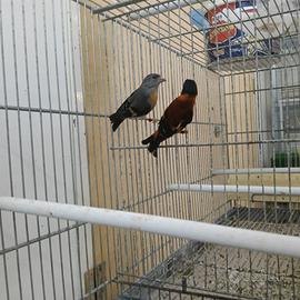 Coppia cardinalini