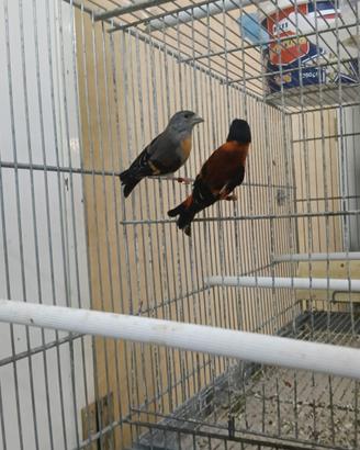 Coppia cardinalini