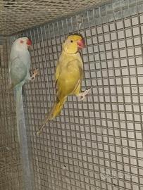 Parrocchetti dal collare