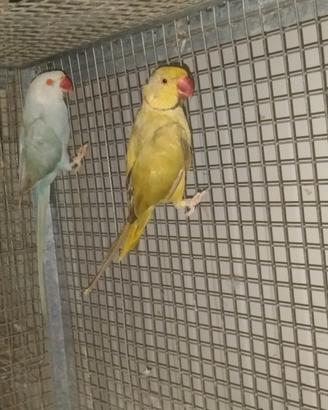 Parrocchetti dal collare