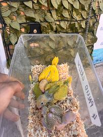 Parrocchetti dal collare da imbecco