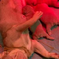 Cuccioli di Bouledogue Francese