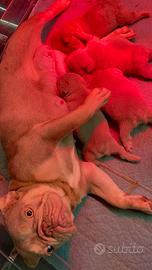 Cuccioli di Bouledogue Francese