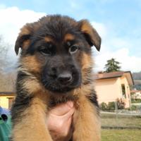 Cuccioli Pastore Tedesco