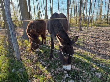 Asinelle mamma e figlia