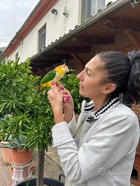 Baby Pappagallo Caicco