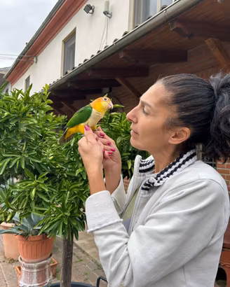 Baby Pappagallo Caicco