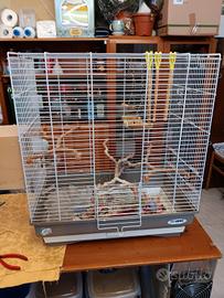 Coppia di malinois più gabbia