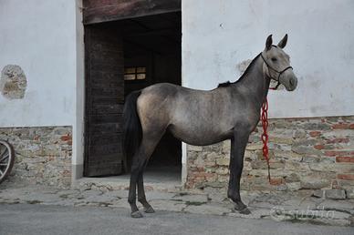 Cavalla lusitana puledra
