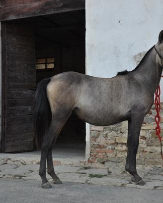 Cavalla lusitana puledra