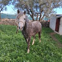 Cavallo