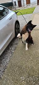 Akita Americano tigrato femmina con pedigree