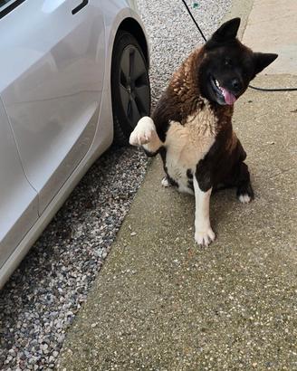 Akita Americano tigrato femmina con pedigree